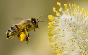 Hàm lượng dinh dưỡng của mật ong